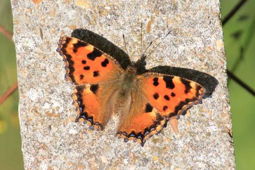 Réf. 284 964 : Nymphalis polychloros